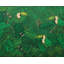 Emerald Canopy