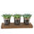 5'' Faux Succulent Plant in Glass Pot