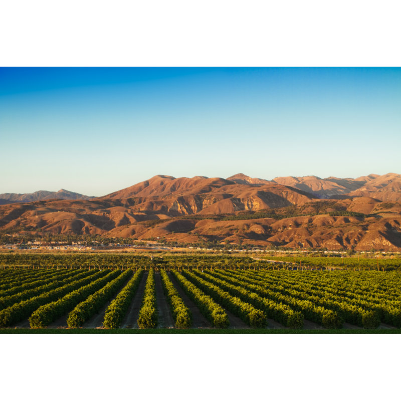 California Citrus Groves by Merkuri2 - Wrapped Canvas Print, 30cm H x 46cm W x 3.8cm D