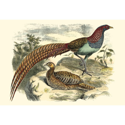 Pheasant Varieties VII by Vision Studio - Wrapped Canvas Print