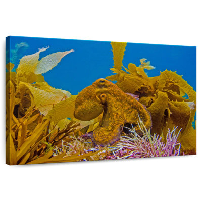 Crowle Reef Octopus And