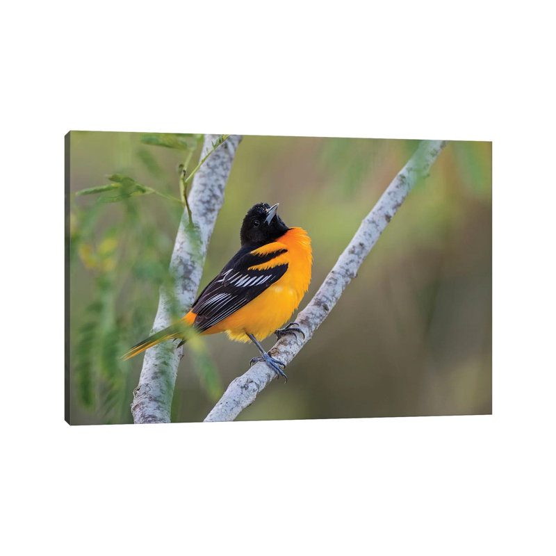 Baltimore Orioles by Larry Ditto - Wrapped Canvas Print, 20.32 cm H x 30.48 cm W