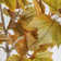 77'' Faux Maple Tree in Pot