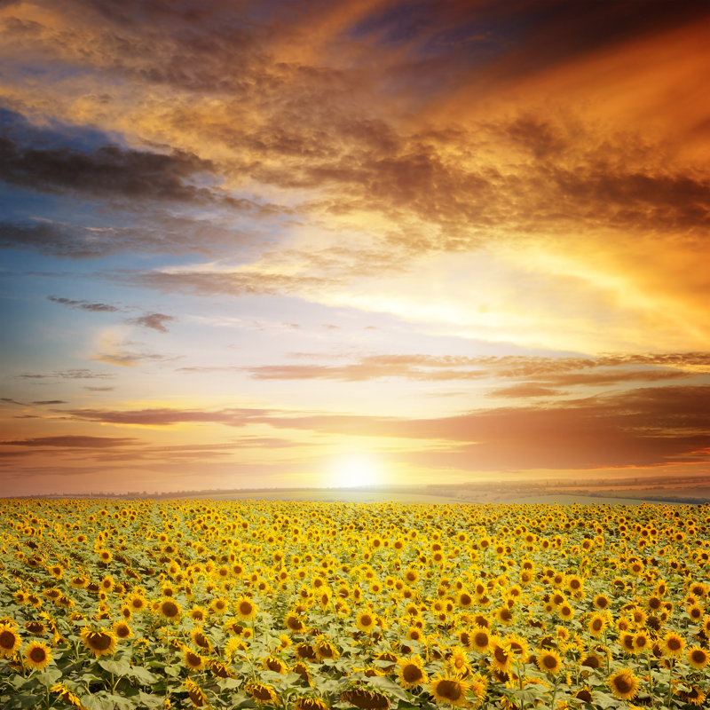 Beautiful Sunset Over Sunflowers Field by Serg_Velusceac - Wrapped Canvas Print, 30cm H x 30cm W