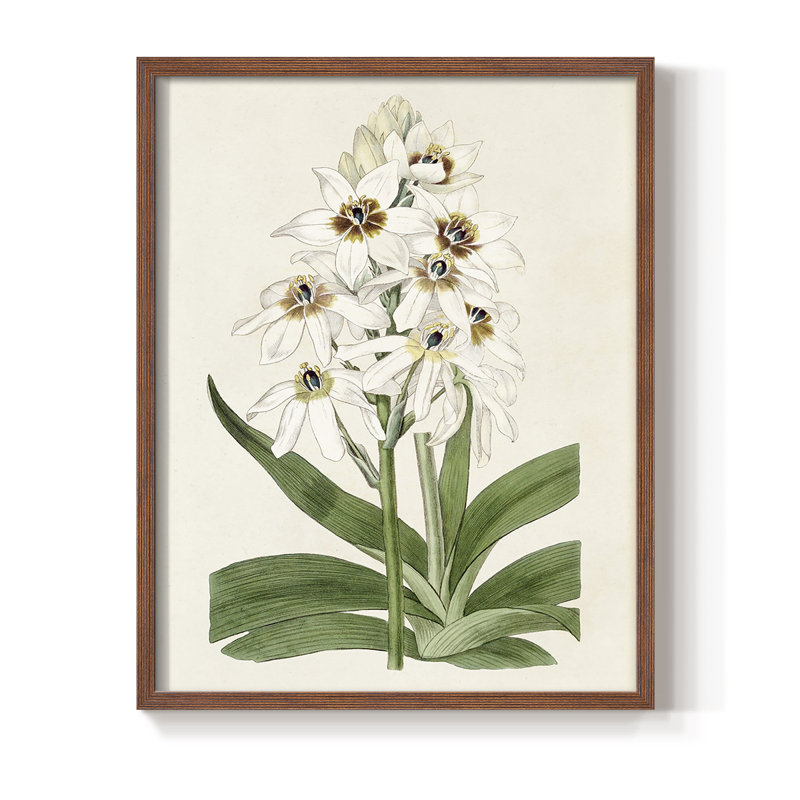 «Flore Albo I», reproduction encadrée - bois massif, Brun, H 10 po x l 8 po