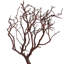 Manzanita Plant