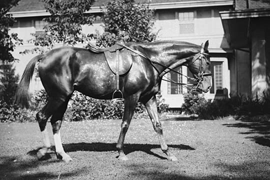 « general pershing cheval quidron », reproduction de photo, H 24 po x l 36 po x P 1,5 po