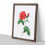 Blooming French Roses by Pierre-Joseph Redoute - Picture Frame Art Print-55545029-55545043