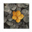 Pétales d'hortensias gris avec accent jaune II - décoration murale en bois d'hortensia - sur bois de pin naturel-1262734498