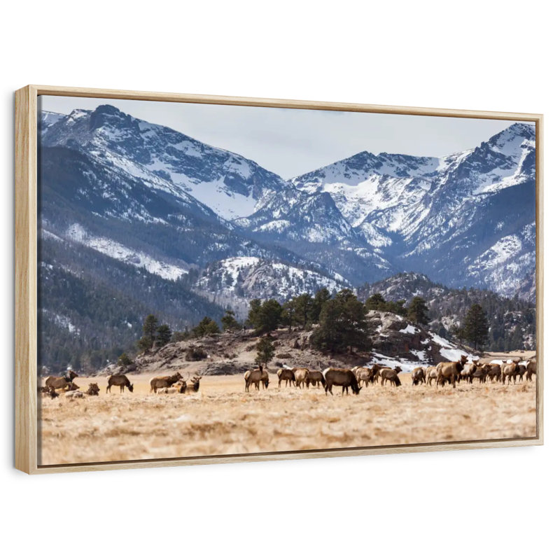 Elks Of Rocky Mountains, Floating Frame Natural Wood, 40" X 27"