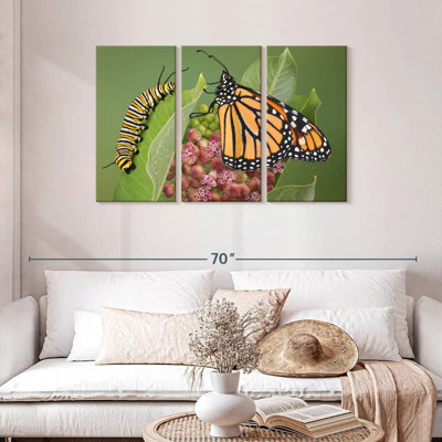 Milkweed Monarch And Caterpillar