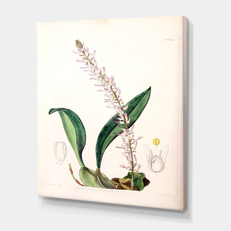 Vintage London Plants V - peinture sur toile, H 32 po x l 24 po x P 1 po, Toile tendue