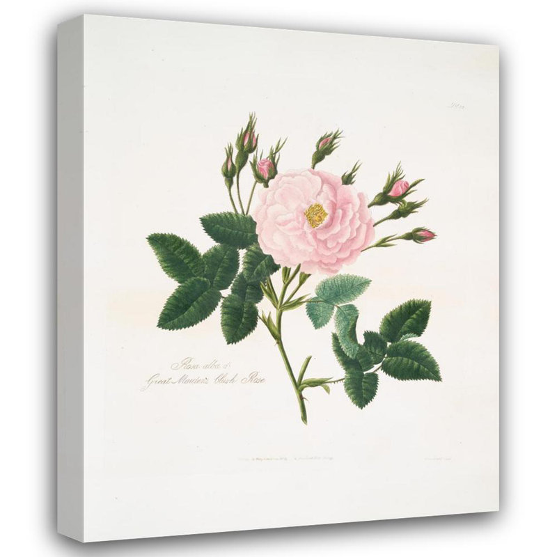 «Rosa Alba ou Great Maiden's Blush Rose.» par Mary Lawrance - Art mural sur toile tendue avec châssis, H 24 po x l 17 po