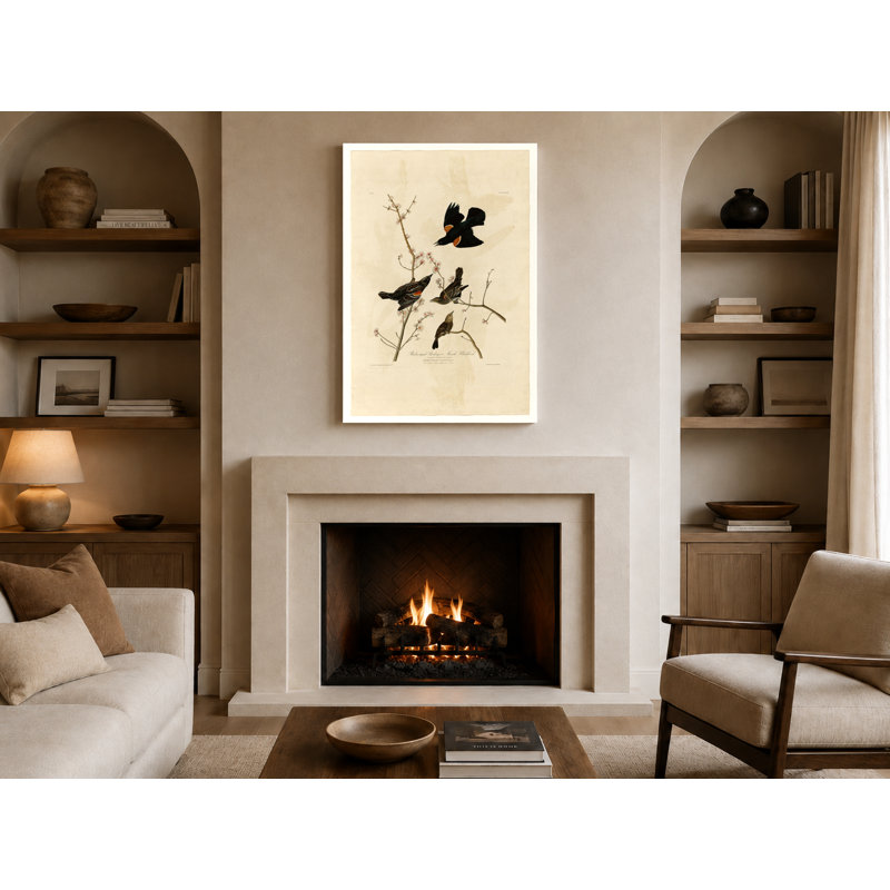 Étoile rousse ou merle noir des marais, planche 67 (1827) - Art mural sur toile, 36" W x 24" H