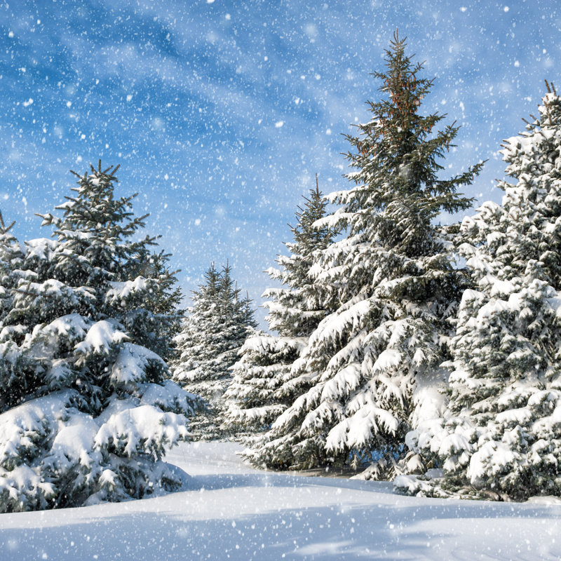 Sapins - photographie sur toile tendue, H 12 po x l 12 po x P 1 po