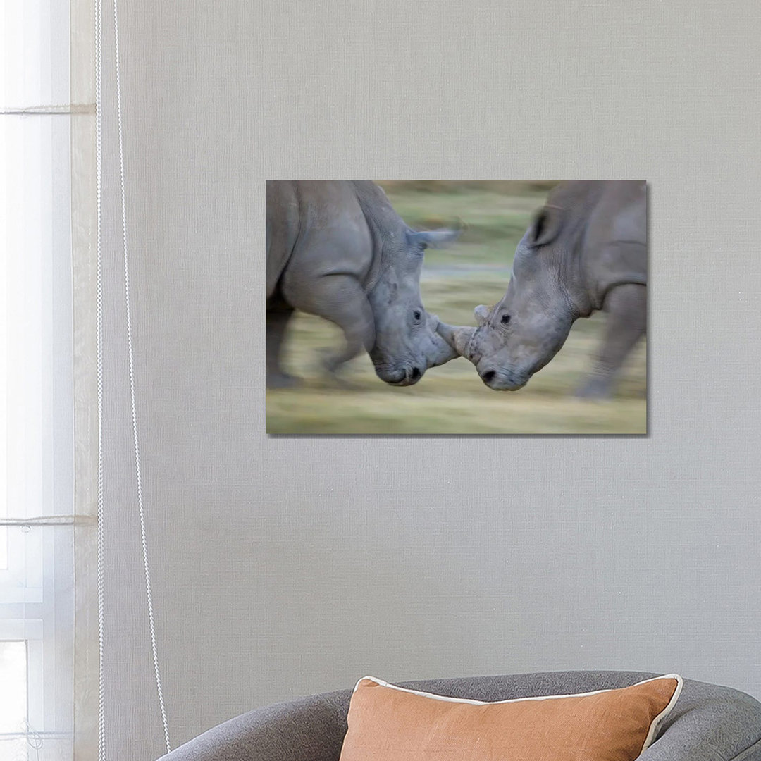 White Rhinoceros Males Fighting, Lake Nakuru, Kenya