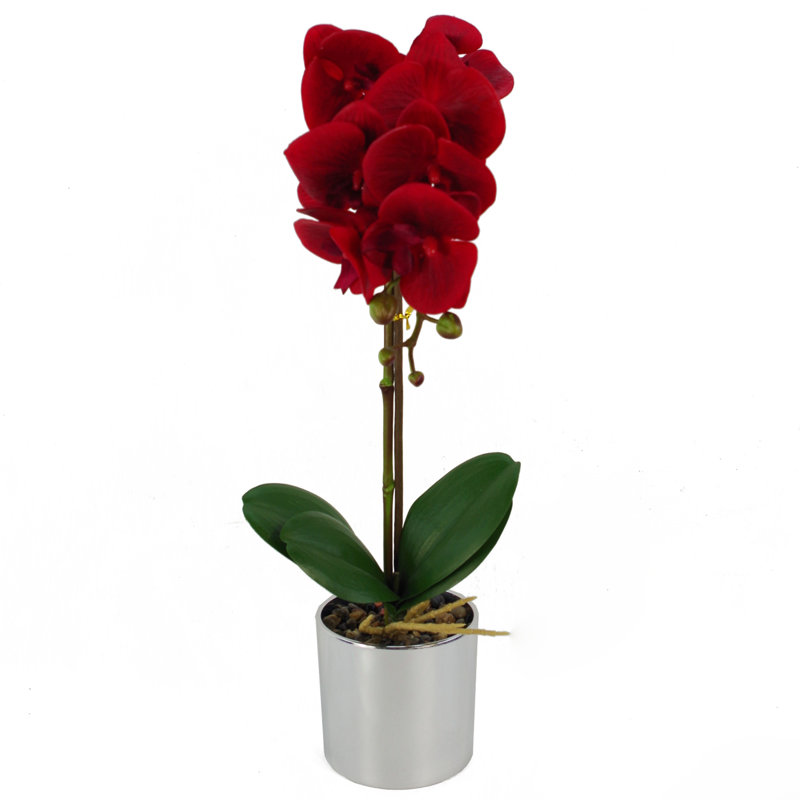 Anneus 46 cm H Faux Plant