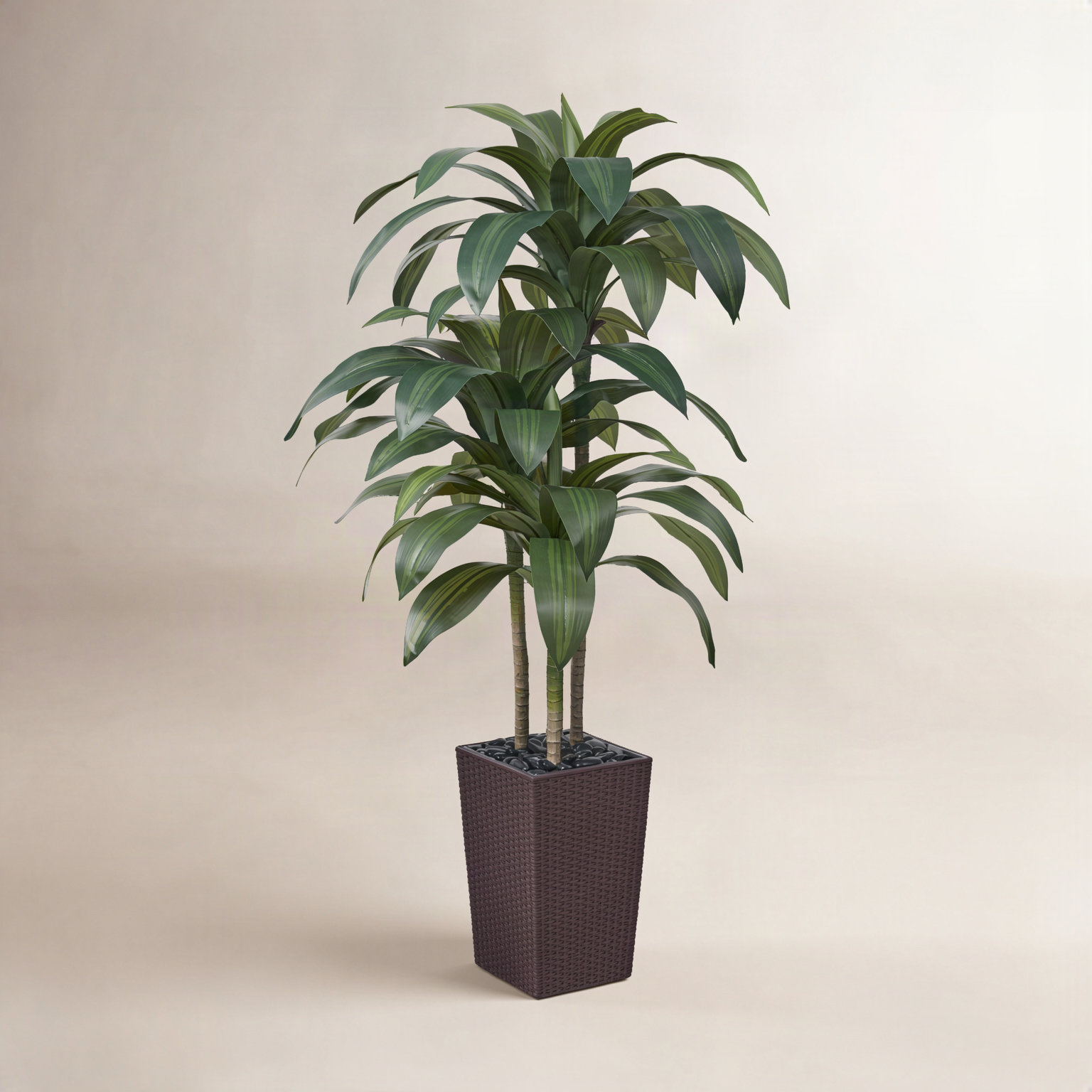 Adcock Dracaena Tree in Decorative Vase, Brown, 60" H x 20" W x 20" D