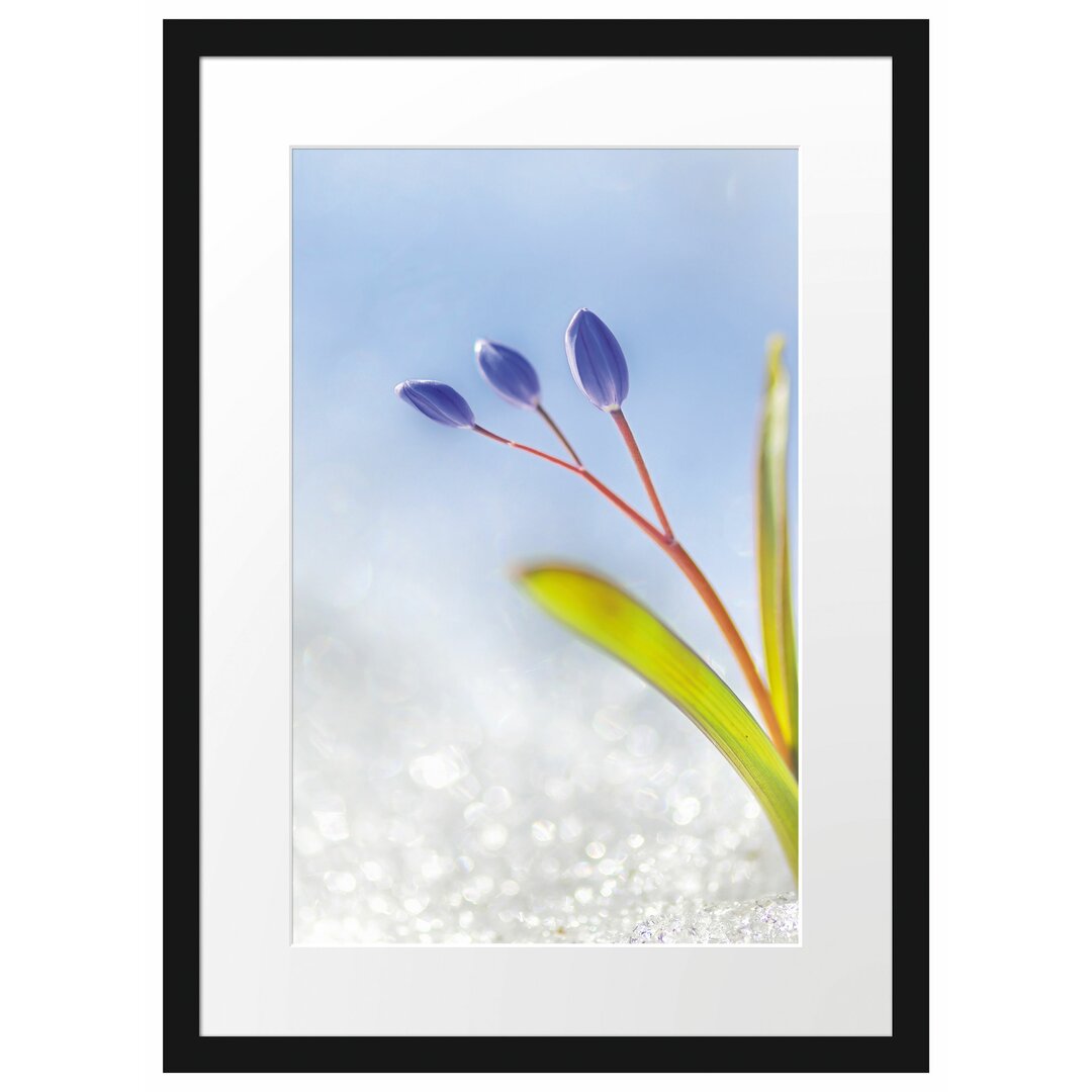 Gerahmtes Poster Blaue Knospen im Schnee