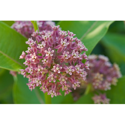 Common Milkweed Inflorescence - Wrapped Canvas Print