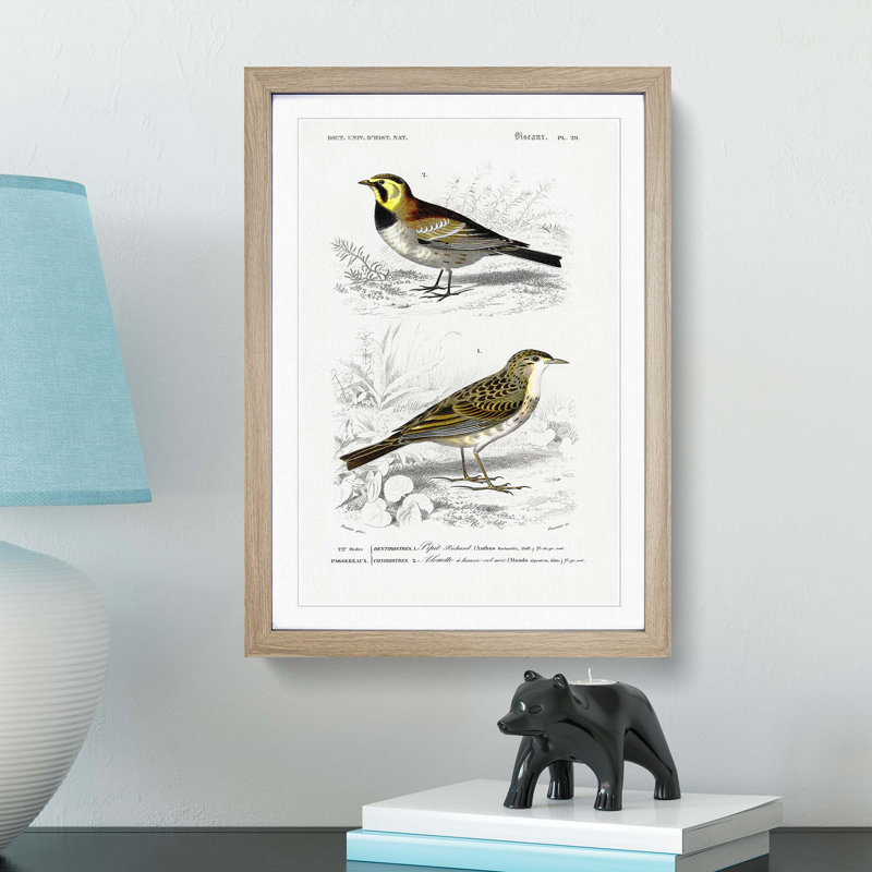 Bird Illustrations PL. 29 by Charles d Orbigny - Framed Print, 63cm H x 45cm W x 2cm D, Oak Framed