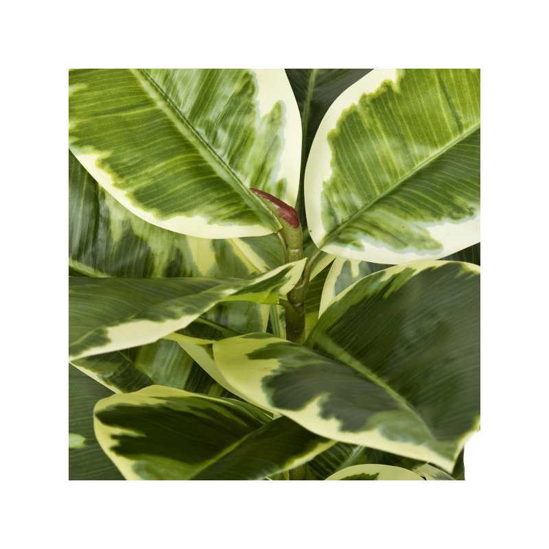 107cm Plant