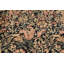 Wool Oriental Rug