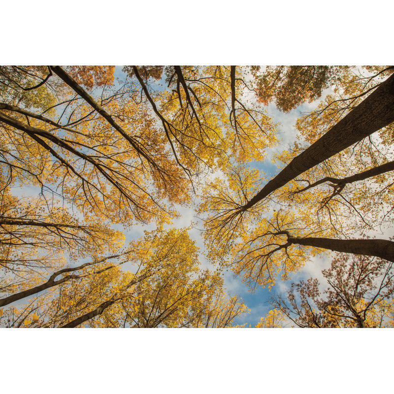 Towering Trees III - Wrapped Canvas Painting, 20cm H x 30cm W