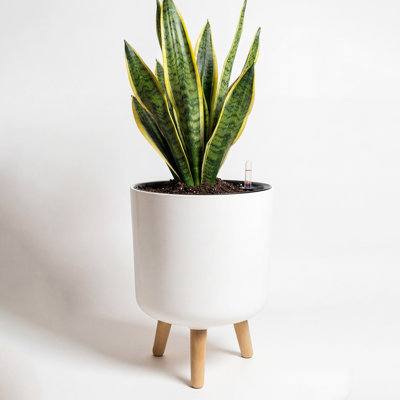 Indicateur de niveau d'eau pour pot à plantes