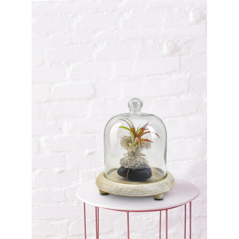 Terrarium d'intérieur, H 9,25 po x l 8 po x P 8 po