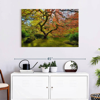 Érable japonais Harnek Spring