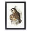 Chestnut-faced Owls by Elizabeth Gould - Picture Frame Painting Print-55536321-55536320