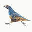 Running Quails II Painting by Fern Cassidy-1622862042-1615717471