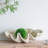 25.3x16.5x8.5" Large Clam Shell Accent-358973607