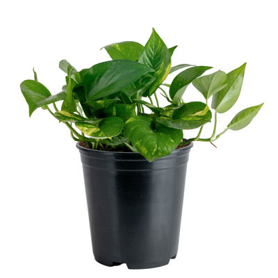 Costa Farms Golden Pothos Indoor House Plant in 5-inch Grower Pot