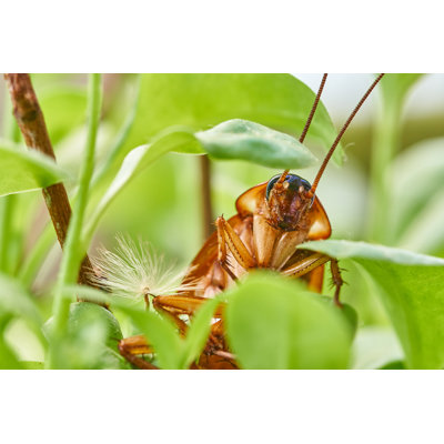 Cockroach Portrait by Imv
