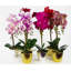 50cm Faux Plant in Pot Liner-101685269