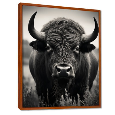 Bison Bison Grazing - Bison Wall Art