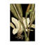 «Tranquil Tropical Leaves V», reproduction d'impression sur toile tendue-33418332