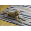 Tapis intérieur / extérieur Kivett-676504548