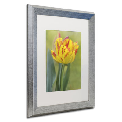 " Rembrandt Tulip " by Cora Niele Acrylic Print