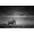 Wildlife 'Elephant' Print by Parvez Taj-14233163-24267814