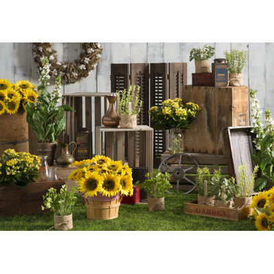 Lythrum soie Bush sol plante en Pot