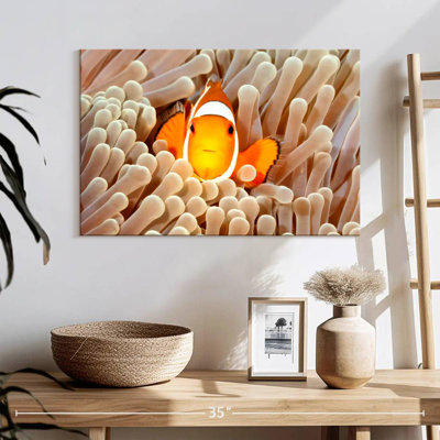 Clownfish Anemone