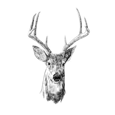Young Buck Sketch III by Emma Scarvey - Wrapped Canvas Print