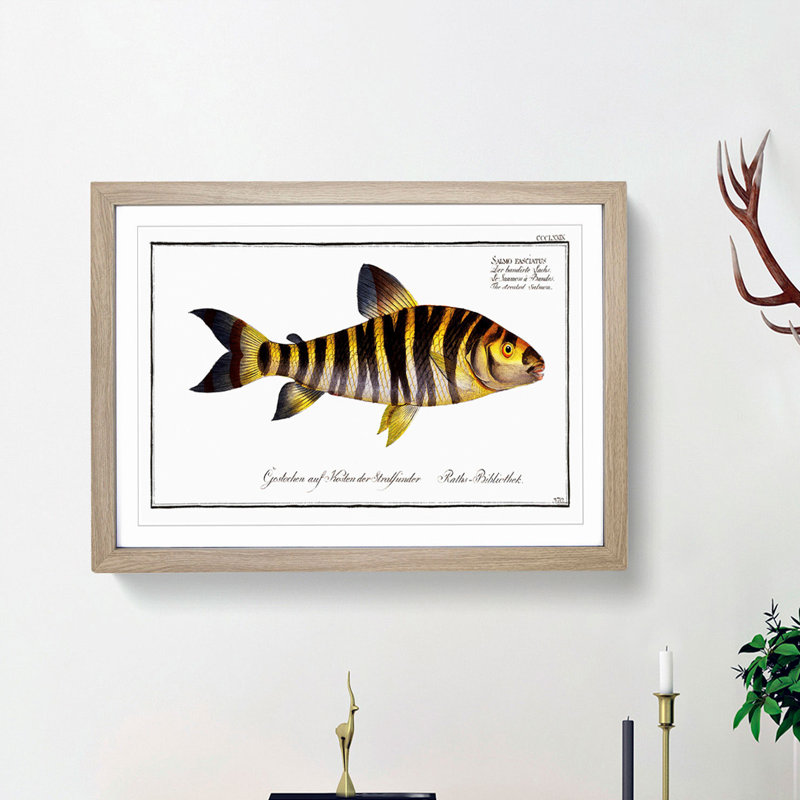 Streaked Salmon Fish by M.E. Bloch - Framed Print, 36cm H x 48cm W x 2cm D, Oak Framed