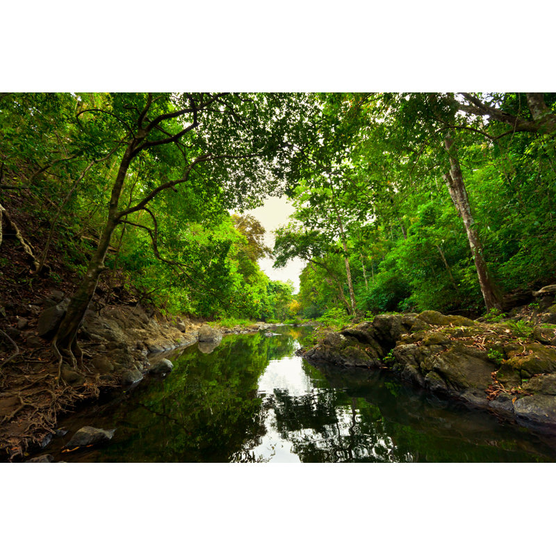 Montezuma Rainforest Costa Rica par Mlenny, H 20 po x l 30 po