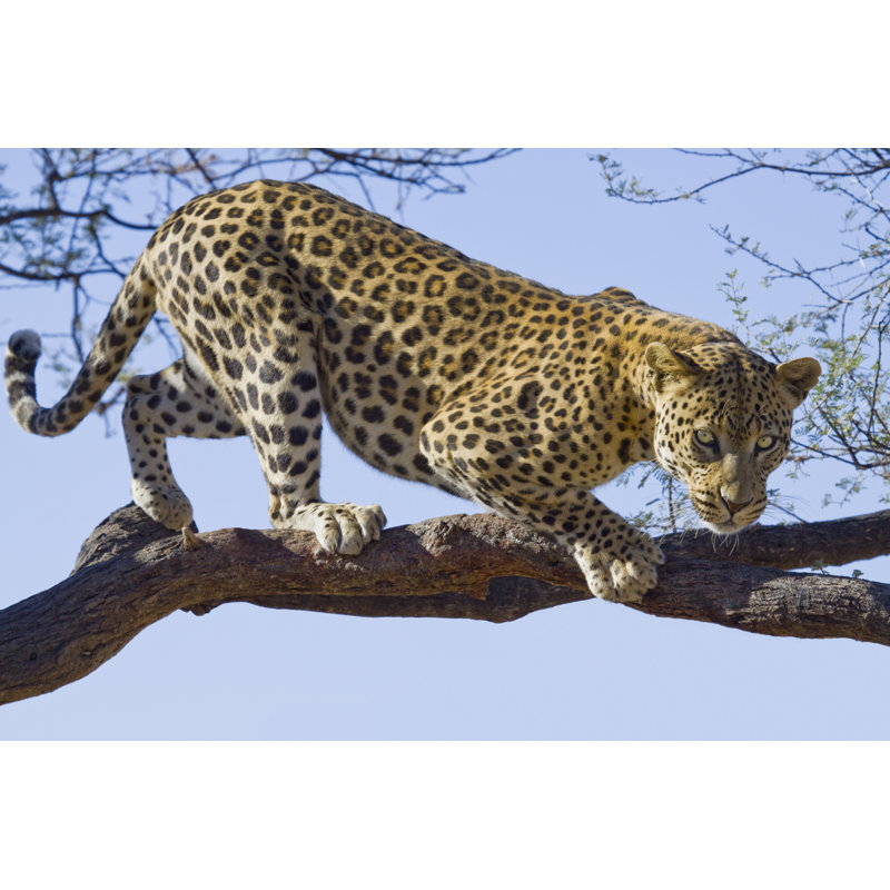 Leopard On Tree by Lightstock - Wrapped Canvas Print, 30cm H x 46cm W