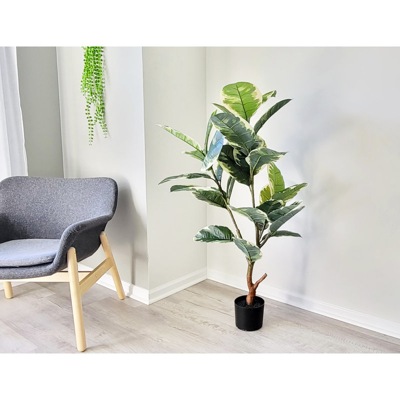 Caoutchouc artificiel en pot, H 48 po x l 24 po x P 24 po