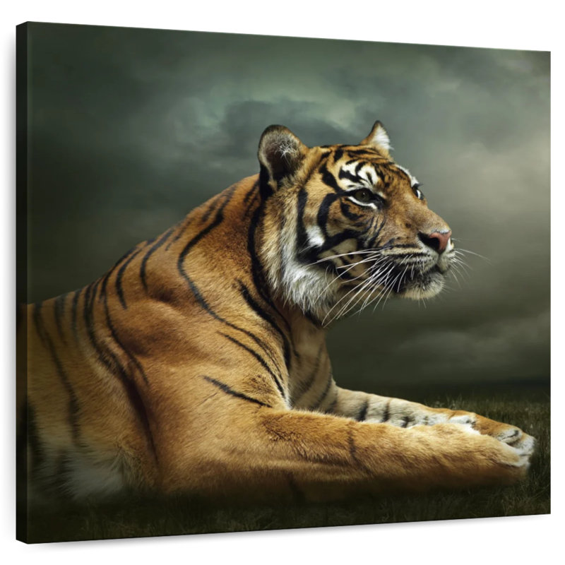 Brampt Stoic Tiger, 39" H x 39" W